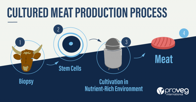 What Is Cultured Meat 10 Terms You Need To Know Proveg Incubator 